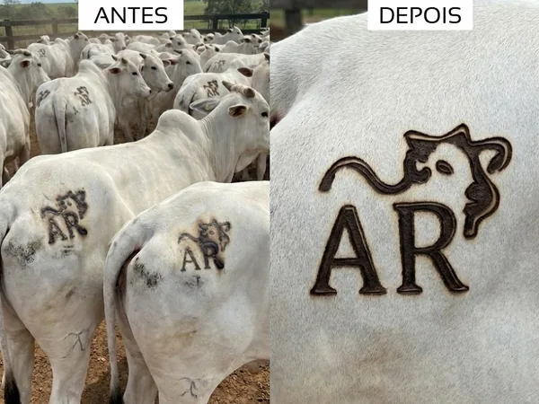 Resultado AR
